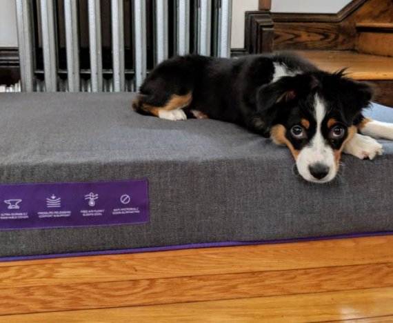 Purple Pet Bed